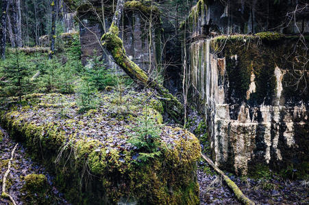 风景 文化 古董 建筑学 年龄 神秘 衰退 考古学 森林