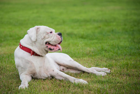 德语 哺乳动物 眼睛 动物 纯种 犬科动物 说谎 肖像 健康