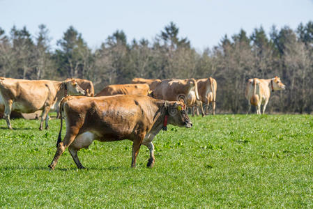 牛奶 农田 农场 乡村 草地 哺乳动物 自然 乳制品 国家