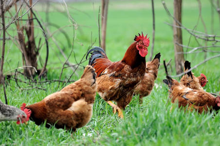 传统放养家禽场的鸡