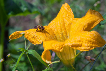 蜜蜂给花授粉南瓜