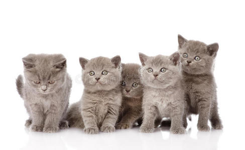 一群英国短毛小猫看着相机。 在W上隔离