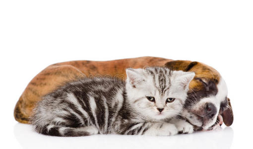 漂亮的 放松 肖像 小猫 宝贝 爪子 轮廓 动物 家庭 公司
