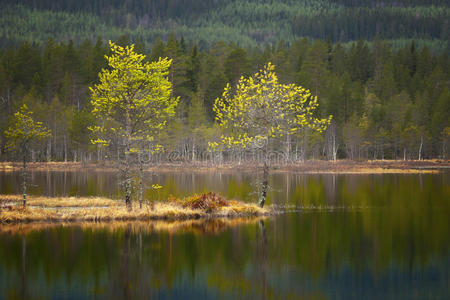 斯堪的纳维亚 阳光 风景 自然 湿地 松木 荒野 针叶树