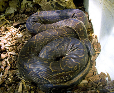 美洲蛇脊椎动物鳞片热带胎生照片