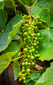 绿色葡萄开始生长