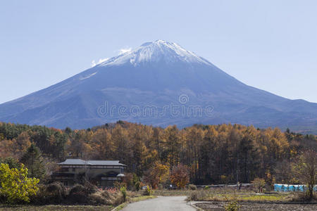 走廊 银杏 樱桃 吸引力 枫树 川崎 攀登 日本人 风景