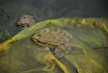 青蛙在沼泽里