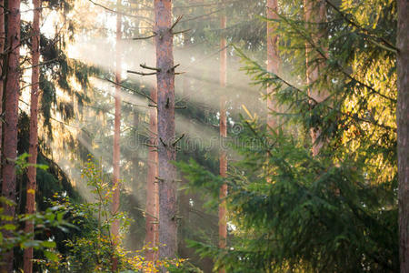 自然 射线 环境 朦胧 森林 松树 公园 背光 横梁 早晨