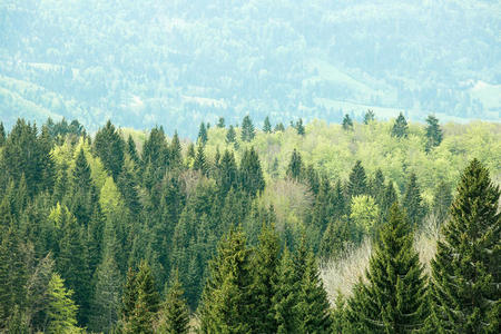 森林 日志 冷杉 环境 生态 林业 成长 木材 标准 空气