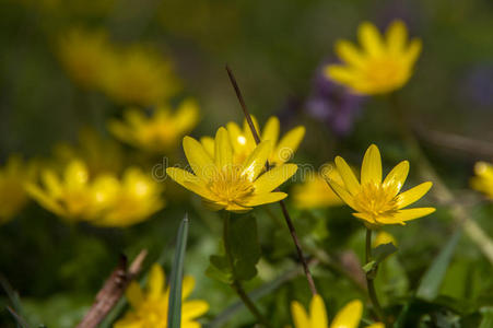 自然 花瓣 风景 植物 情景 美女 春天 阳光 第一 季节