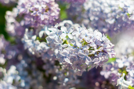 颜色 美丽的 丁香花 开花 生长 花园 园艺 盛开 灌木