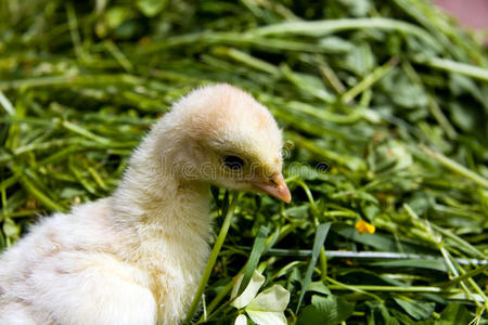 一个宏观镜头，草地上的小鸡火鸡