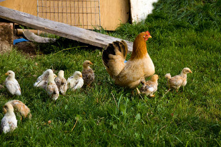 农场上的伯爵风格，农场上的快乐母鸡