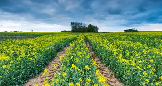 菜籽籽多云天空下盛开的油菜籽田照片