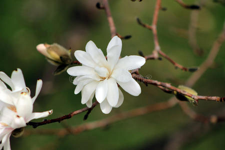 树叶 领域 生长 春天 模糊 花园 变模糊 杂草 踏板