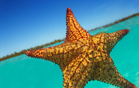 海星 旅行 加勒比 海的 海滩 明星 潜水 水肺 自然 浮潜