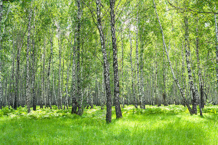 风景 和谐 特写镜头 地区 树皮 环境 树叶 土地 桦木