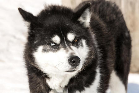 生活 寒冷的 下雪 友谊 犬科动物 运动 食肉动物 雪橇