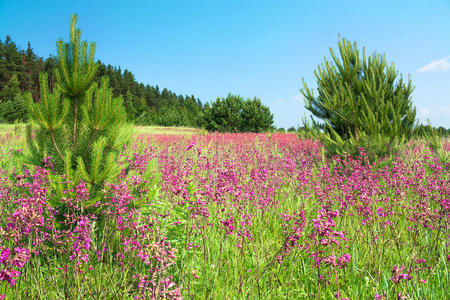 风景 国家 环境 生长 自由 花园 颜色 草本植物 草坪