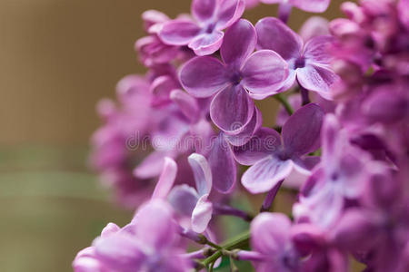 一束紫色的春天盛开的丁香花