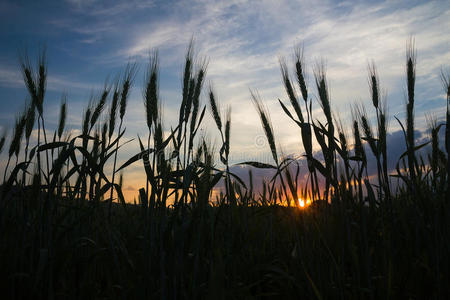 农场 种子 食物 自然 傍晚 地平线 成长 大米 生长 谷类食品