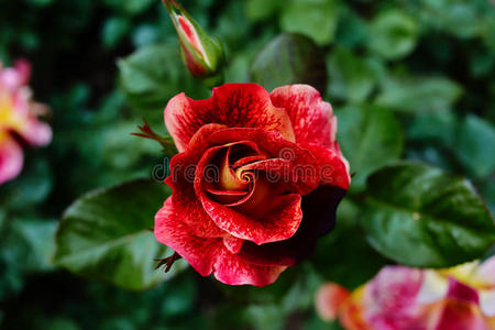 鲜红的玫瑰在花园里绽放