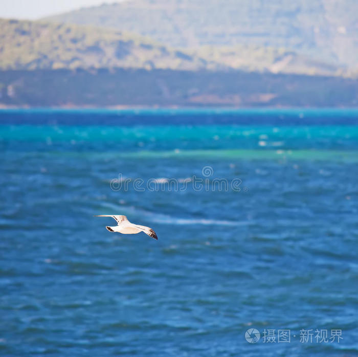 海鸥飞过海面