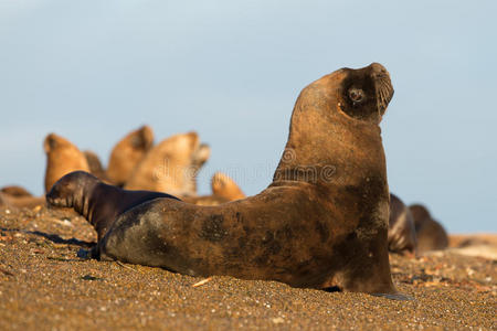 海的 狮子 海岸 目的地 南极 动物 美国人 自然 迁移