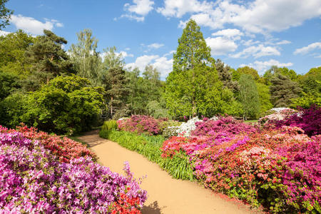 花开 伊莎贝拉 风景 英国 里士满 粉红色 公园 英语 种植园