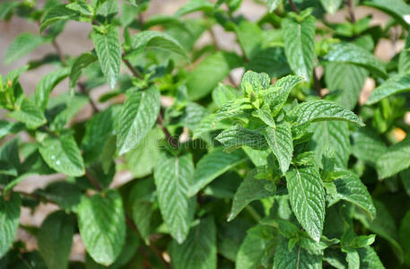 绿色薄荷植物特写