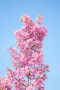 丁香花特写