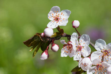 春天的白樱桃花