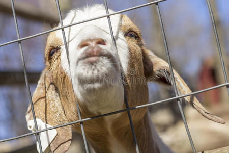 窥视 接吻 美丽的 可爱的 幸福 栅栏 动物 山羊 农场