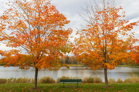 风景 美丽的 小山 政府 公园 加拿大人 落下 国家的 枫树