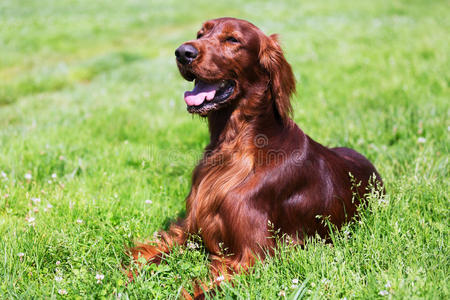 躺在草地上的爱尔兰牧羊犬