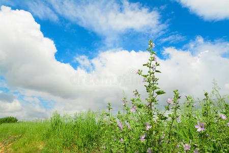 国家 平原 植物 风景 草地 开花 锦葵 甘菊 土地 自然