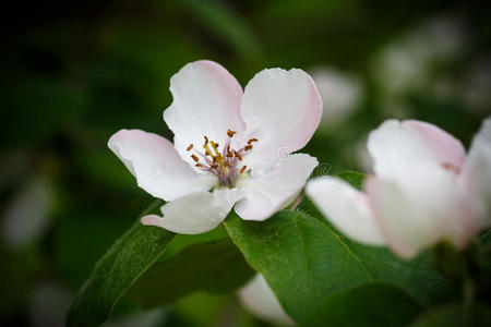 木瓜花