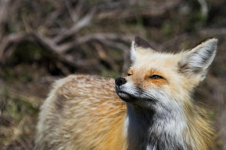 狐狸 络腮胡子 鼻子 动物 外阴 旅行 自然 野生动物 怀俄明州