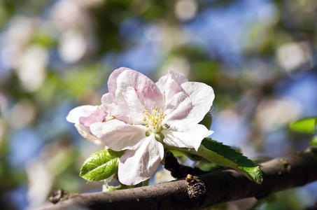 花枝