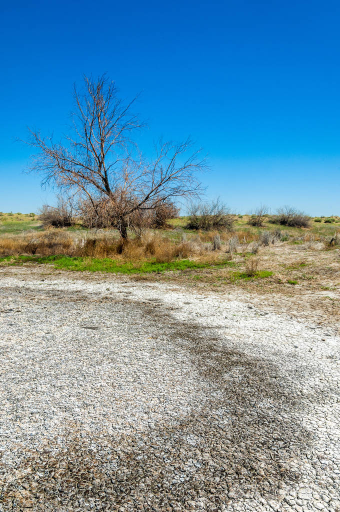 盐水盐沼伊多沙荒地单身灌木哈萨克斯坦
