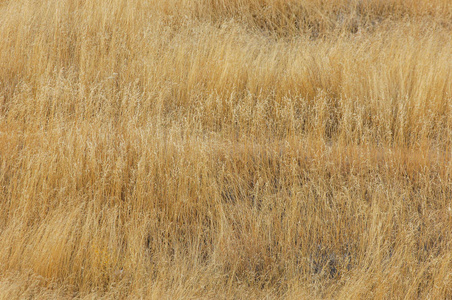 空气差草原无木材,水分差,通常平坦,干燥气候区有草植被.
