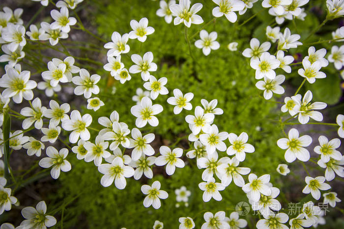 绿色背景上的小白色Saxifrage，具有软聚焦顶视图。 美丽的花朵在夏季模板花卉背景。