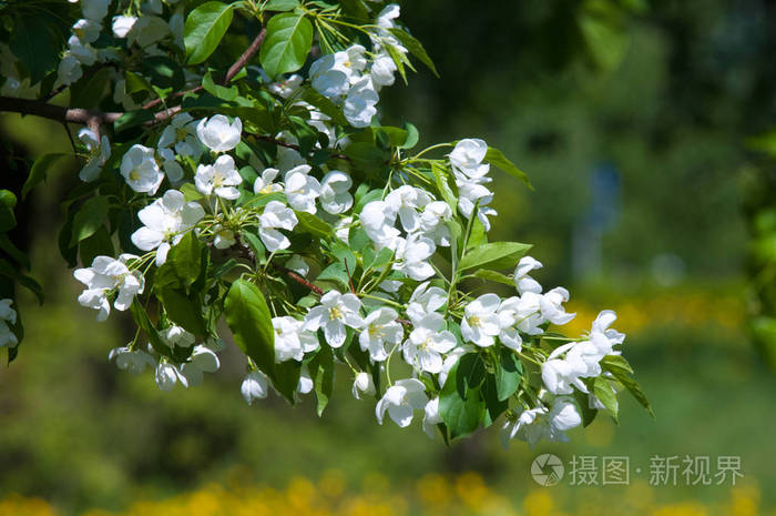 浪漫典雅的复古插图,叶子和苹果树的花朵