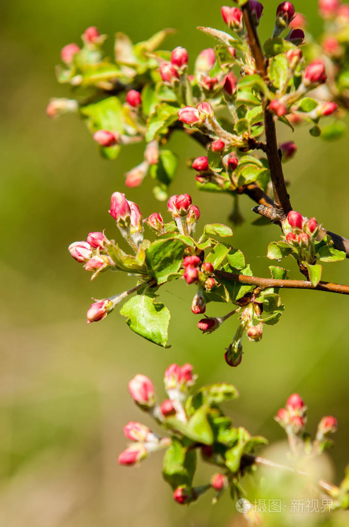 不低矮的果树花蕾苹果开红花