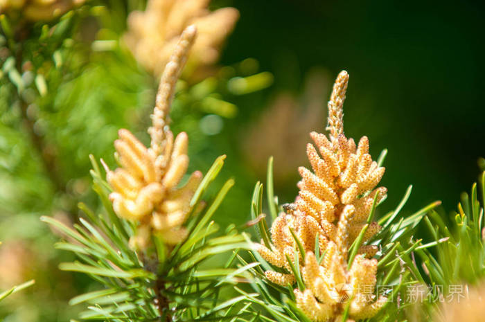 春天的松枝. 年轻的青松枝. 春天的森林. 松枝,具有新的动量和雄花序.