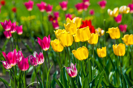 春天的花朵郁金香在春天的五颜六色的花. 一家人的球状植物.