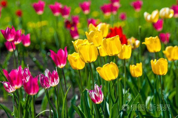 郁金香在春天的五颜六色的花一家人的球状植物百合科花大形状像帽子