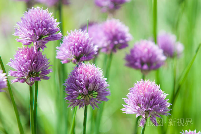 Chives34