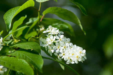 野生樱桃树图片